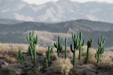 H0 Geländegestaltung Cactus- Set 2 12 Saguaro 3D- Druck- Set , etc......................................