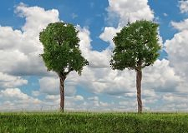 H0 Geländegestaltung Alleebäume je 8cm, etc.......................