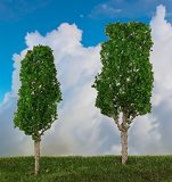 H0 Geländegestaltung Alte Birken, St,2x, 10+ 12cm, etc.........................