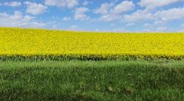 H0 Geländegestaltung Rapsfeld ca. 20x 30cm, etc......................